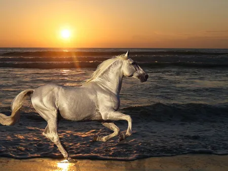nature_stallion_horse_72963_1280x960