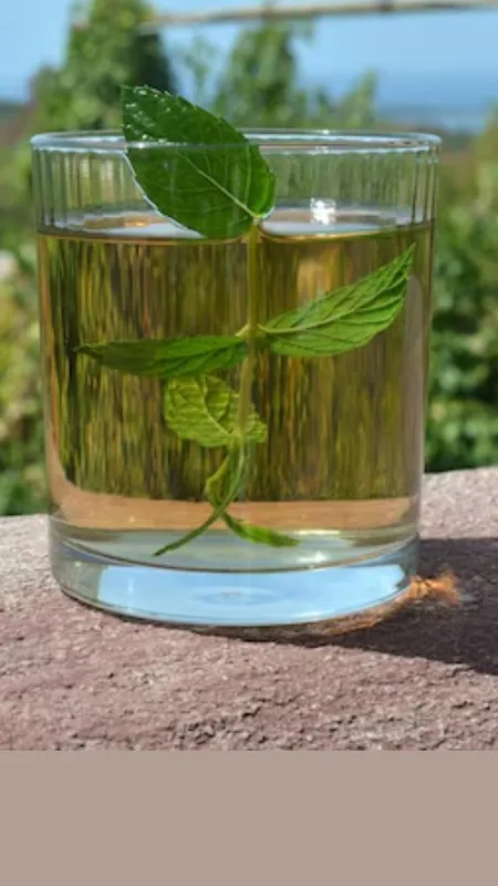 tulsi pudina drink