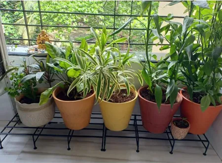 PLANT