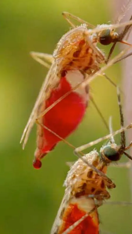 मादा एनाफिलीज