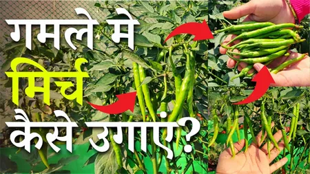Grow fresh green chillies at home! News