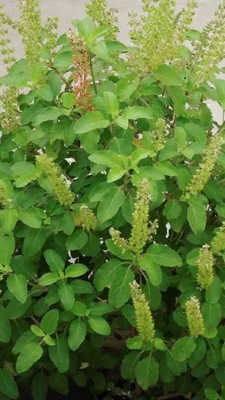 basil1