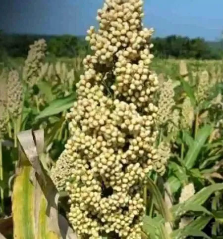 Bajra, Super Foof