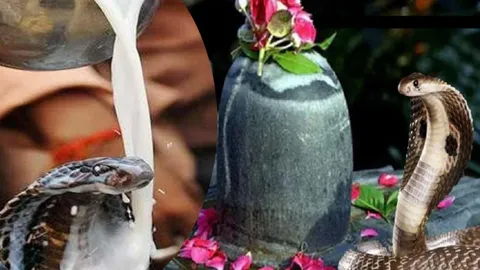 Nag Panchami 2024: नाग देवता को क्यों चढ़ाते हैं दूध, कैसे शुरू हुई परंपरा?  | Nag Panchami 2024 Nag Devta Dudh Snan Parampara and Importance
