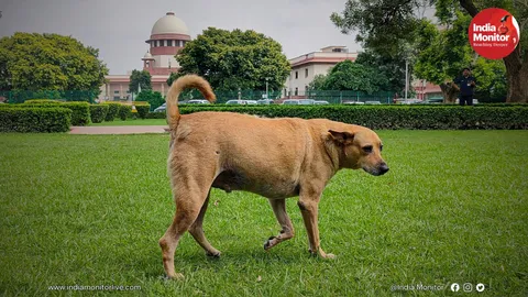 Stray dogs: SC slams states & UTs for not filing affidavits, flags continuous incidents