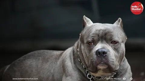 6-Year-Old Brutally Mauled by Pitbull in Delhi’s Prem Nagar; Child Loses Ear, Owner Arrested