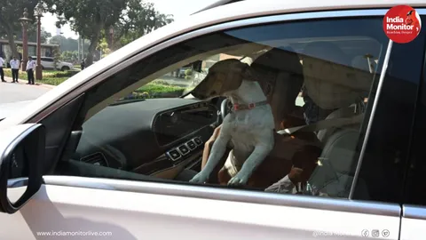 Row Erupts in Parliament After Congress MP Renuka Chowdhury Brings Rescued Stray Dog in Her Car