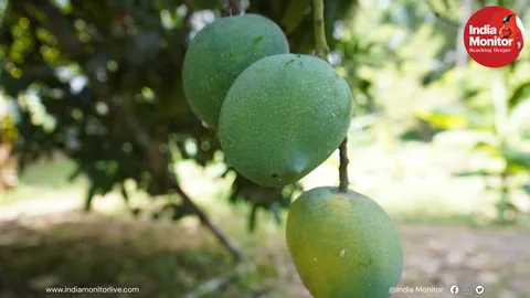 Why Mango Trees Drop Fruit Early — And How Science Is Helping Growers Fight Climate Stress