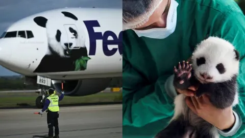 'Panda Express' drop-ships sweet Giant Pandas from China to America