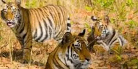 25 Tigers Are Gone Missing From Ranthambore National Park; Know why