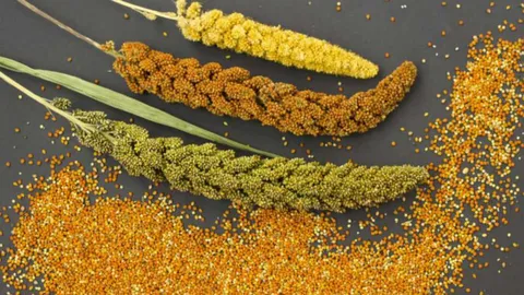 Why millets are a superfood and why you should consume them