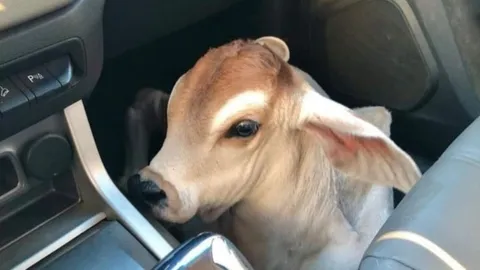 Why A Cow is the Ultimate Companion for Your Life