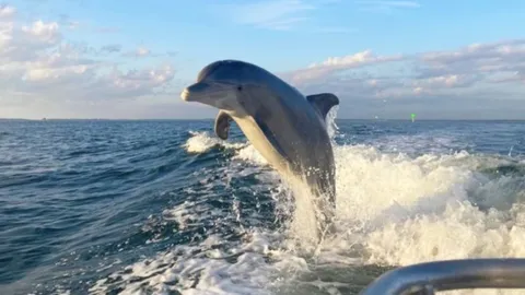 Dolphins Name Each Other- Understanding Their Complex Social Structure