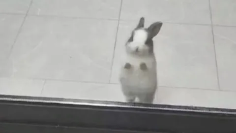 All about the Rise of Rare "Rabbit Fever" Infections in the US !