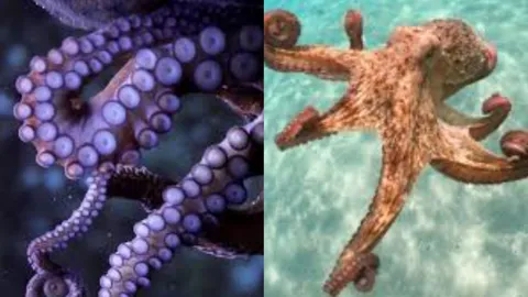 Why Octopuses Have Three Hearts & What It Means for Survival?