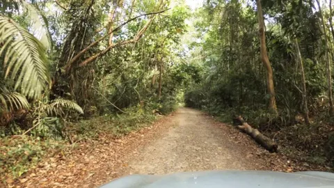 Indians Hiding in Panama Jungle Amid Mud and Rains Before US Dash