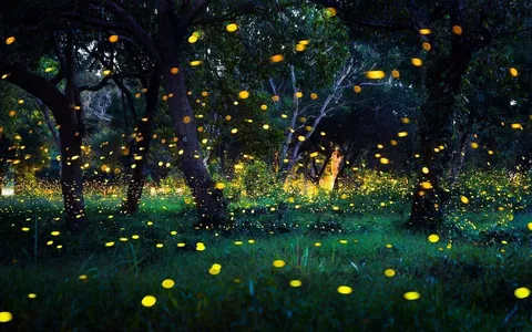 Purushwadi Fireflies Festival: A Glimpse into Nature’s Light Show
