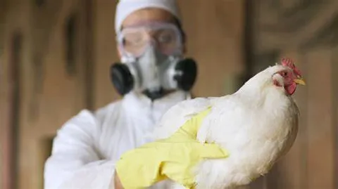 Deadly and Devastating: H5N1 Bird Flu Pandemic Looms as 100 Times Worse Than COVID