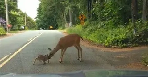 Heartwarming Viral Video: Mother Deer's Heroic Act Saves Fawn from Crocodile, Internet in Tears