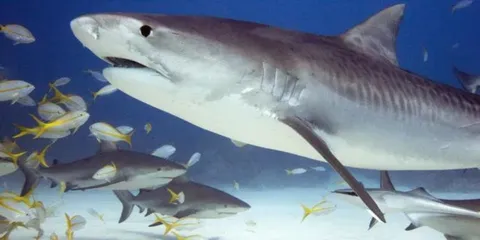Tiger Shark Vomits Entire Spikey Creature Along With Its All Spine And Legs!