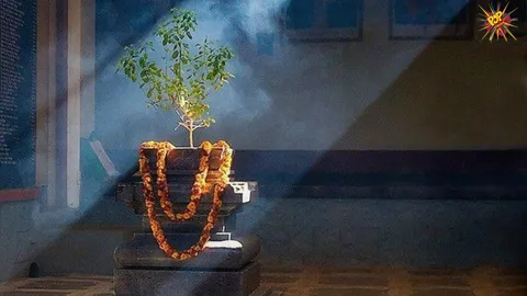 Significance of worshipping Tulasi- The consort of Shri Vishnu
