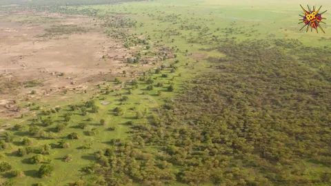 Sahara Desert Turning Green, NASA Discovers Amid Heavy Rainfall