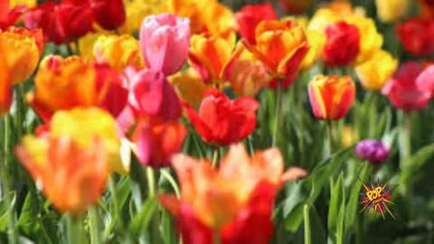Blooming Monsoon: These 8 Beautiful Flowering Plants You Must Add to Your Garden