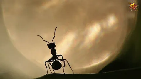 DID YOU KNOW HOW MUCH DO ANTS SLEEP!?