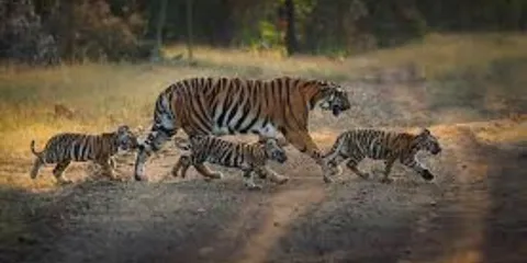These 6 Tiger Reserves To Remain Closed Till October