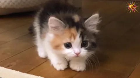 A Comprehensive Guide to Kitten Care for New Pet Owners
