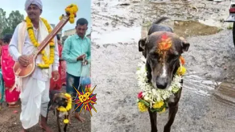 Dog Travells 250 km to Reunite with Belagavi Owner