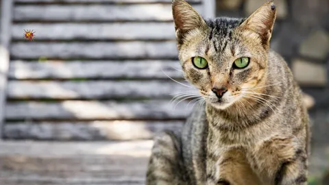 WTF! Five Dead in Attempt to Rescue Cat from Abandoned Well