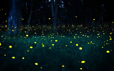 Bioluminiscence Places: Mysterious Places In India That Glow At Night!