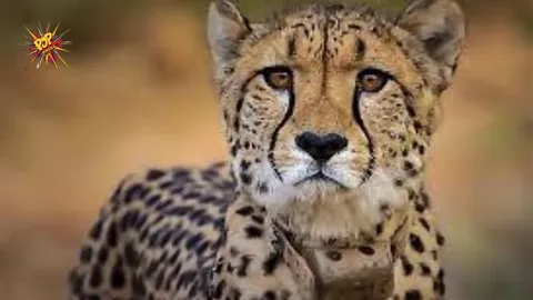 Another Namibian Cheetah Found Dead in Madhya Pradesh