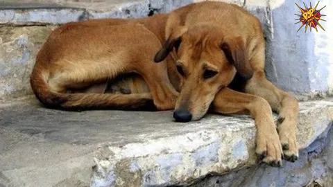 4-Year-Old Succumbs to Dog Bite in Bhiwandi