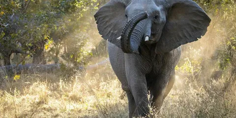 Zimbabwe To Kill 200 Elephants To Feed Its Citizens Amid Drought!
