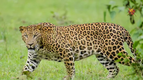 Bangalore on High Alert, second leopard spotted within a month