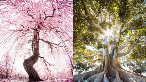 Timeless Treasures: The Most Stunning Trees in the World