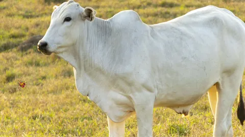 Brazilian Auction Sees Record-Breaking Sale of Nelore Cow for $4