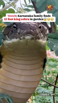 Watch: Viral Video of  12-foot King Cobra Being Rescued in Karnataka