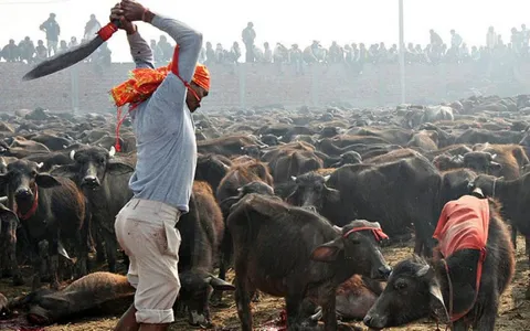 Tripura High Court Bans Animal Slaughtering In Public Places; Know More