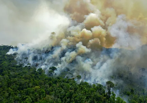 Amazon Deforestation Rises to 22% in 15 Years; Know More