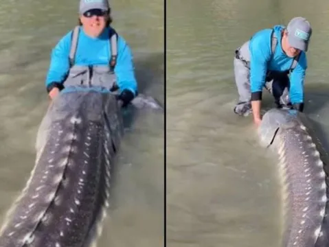 Fisherman Captures 100-Year-Old Sturgeon Dinosaur in British Columbia, Canada