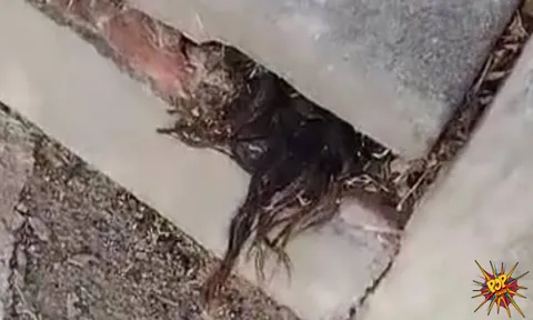 Shocking! Man Discovers Hair Poking Out Of A 100-Year Old Grave