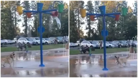 9 Million Views on a video of a doggo playing with water