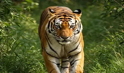 MP News: अंतरराष्ट्रीय बाघ दिवस पर विशेष, मध्यप्रदेश बना देश का टाइगर  स्टेट, जानिए संरक्षण से लेकर पर्यटन तक की पूरी कहानी |