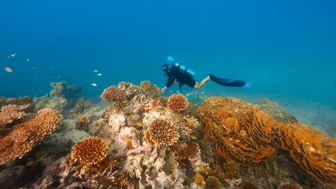 Conrad - Corals