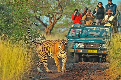 रणथंभौर घूमने का सबसे अच्छा समय, Ranthambore Explore
