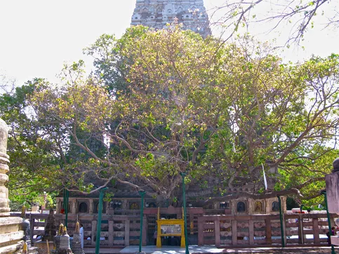 Bodhi tree - Wikipedia