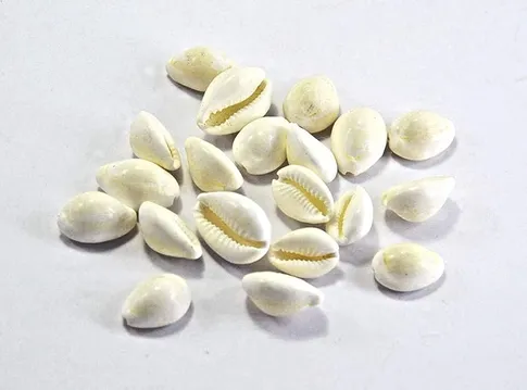 Buy Set of 20 Pieces Natural White Kaudi/Kauri Sea Shell Puja Room Decor  Online at Low Prices in India - Amazon.in